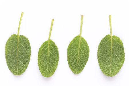 Spice plant isolated on white background. Top view. Flat lay pattern.