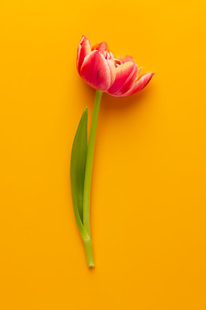 Spring flowers. Tulips on yellow colors background. greeting card Retro vintage style. Mother day, easter greeting card.の写真素材