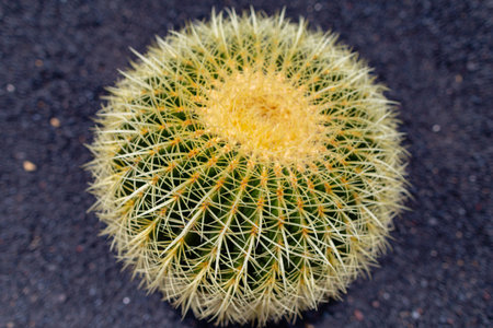 Cactus at Cactus Garden (Jardin de Cactus), situated in the village of Guatiza on the island of Lanzarote in the Canary Islands.の写真素材