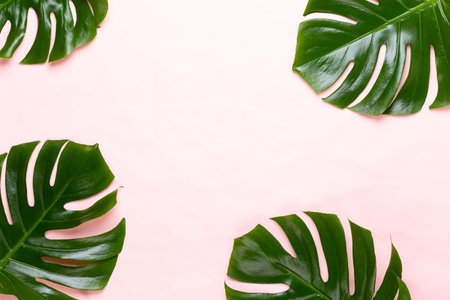 Monstera leaf on colorの写真素材