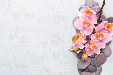 Orchid beauty flowers on vintageの写真素材