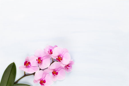 Spa aromatherapy background, flat lay of various beauty care products decorated with simple orchid flowers.の写真素材