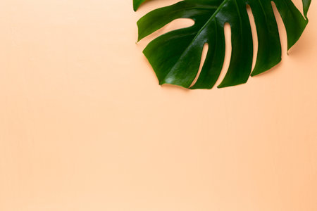 Monstera leaf on colorの写真素材