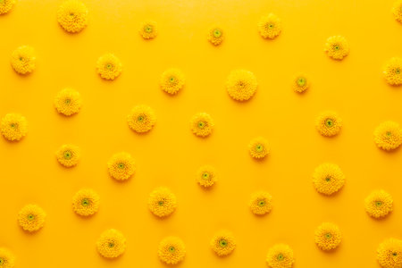 Yellow flower pattern on a yellow background. Gerbera spring flowers arranged on a vivid background. Top view. Flat lay. Valentine's background. Floral pattern.  The concept of summer, spring, Mother's Day, March 8の写真素材
