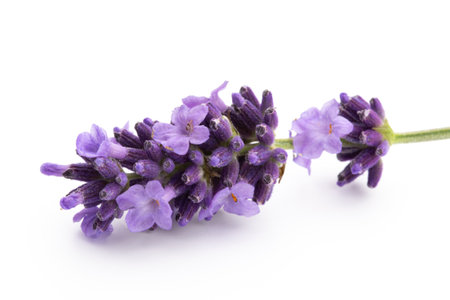 Lavender flowers bunch tied isolated on white background.の写真素材