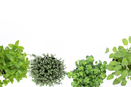 Variety fresh herbs isolated on white background. marjoram, parsley, basil, rosemary, thyme, sage.の写真素材