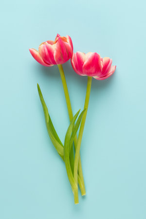 Spring flowers. Tulips on pastel colors background. greeting card Retro vintage style. Mother day, easter greeting card.の写真素材