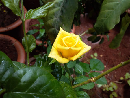 a yellow rose in a flowerpotの写真素材