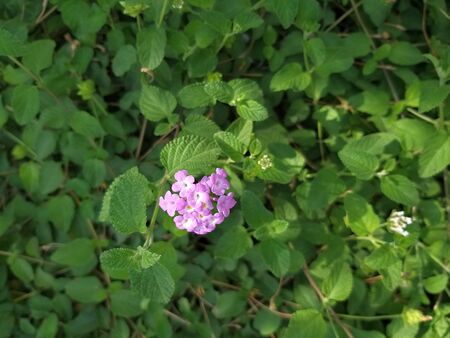 wayside greenery in a forestの写真素材
