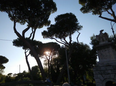 greenery on a sunny dayの写真素材