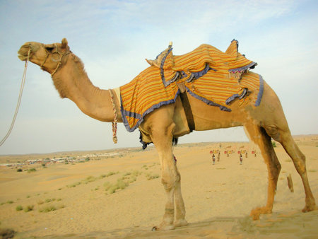 the transportation of Thar Desertの写真素材