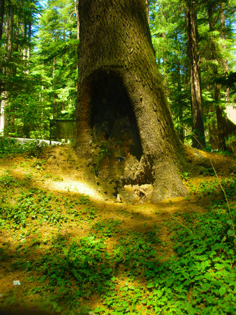 the trunk of a treeの写真素材