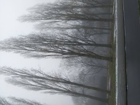 some trees during winterの写真素材