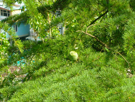 a grass carpet on a houseの写真素材
