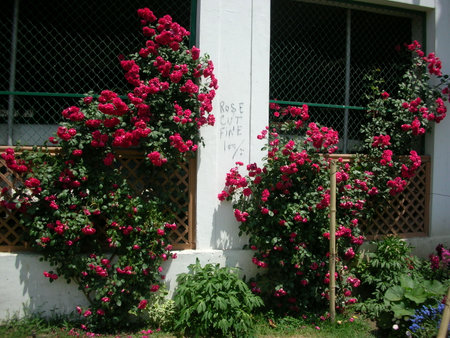 roses on the porchの写真素材