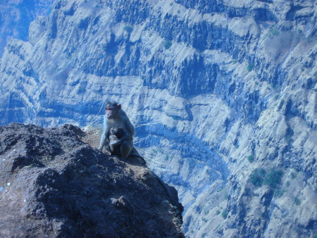 a monkey on the mountain edgeの写真素材