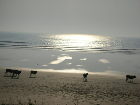 the beach in the morningの写真素材
