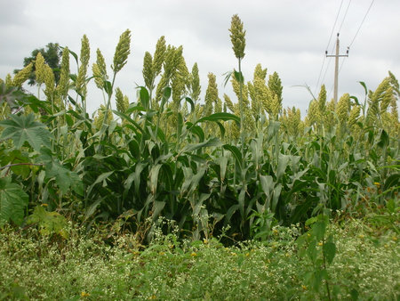 a wheat field in a  rural areaの写真素材