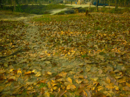 the arrival of fall season in Nepalの写真素材