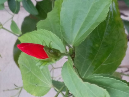 the hibiscus flower in my gardenの写真素材