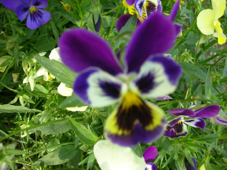 flowers with green bushの写真素材