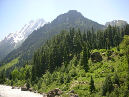 a wayside green forestの写真素材