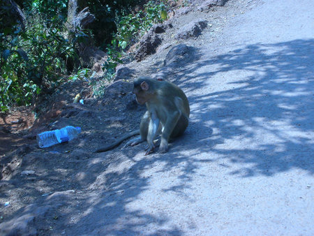 a natural scene in the forestの写真素材