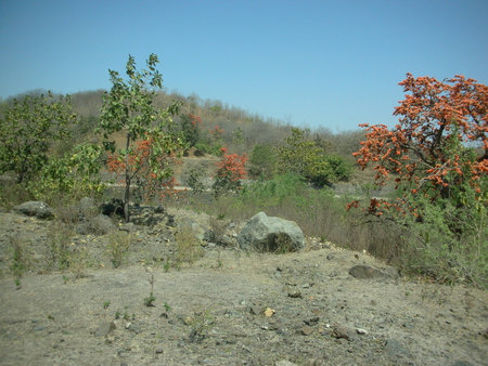 flowering of the flame of the forest in Central Indiaの写真素材