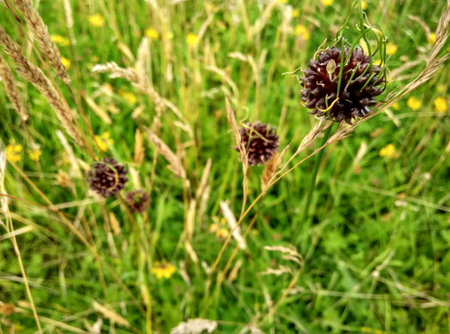 a wayside meadow in Scotlandの写真素材