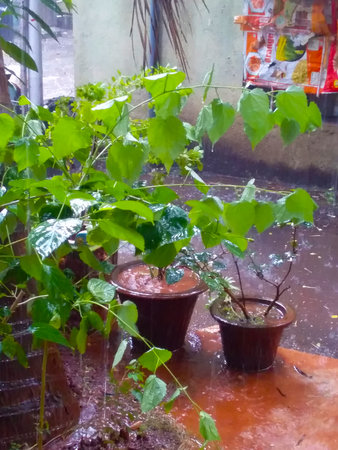 my garden in the rainy seasonの写真素材
