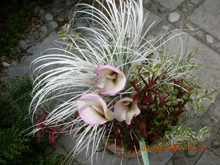 a glowering plant in a potの写真素材