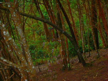 green woods during rainy seasonの写真素材