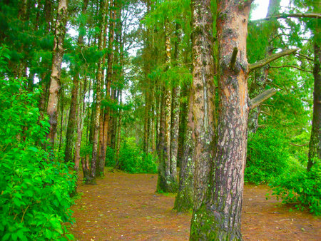visiting a green forestの写真素材