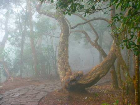 the mist in the woodsの写真素材