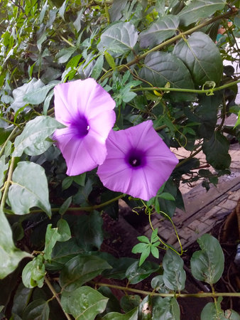 some flowers in the bushの写真素材