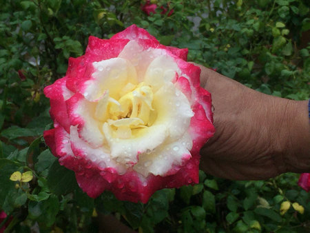 a colorful roseの写真素材