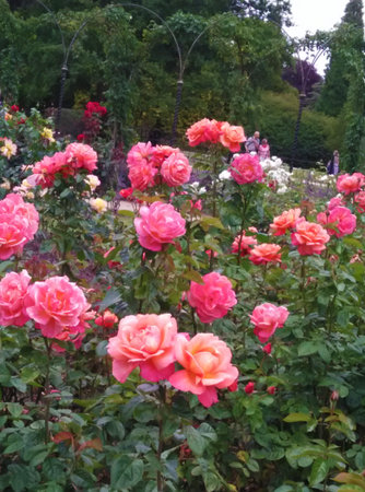 Growing pink roses in the gardenの写真素材