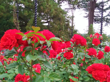 Red roses in the gardenの写真素材