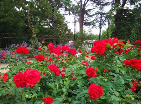 A flowerbed of rosesの写真素材