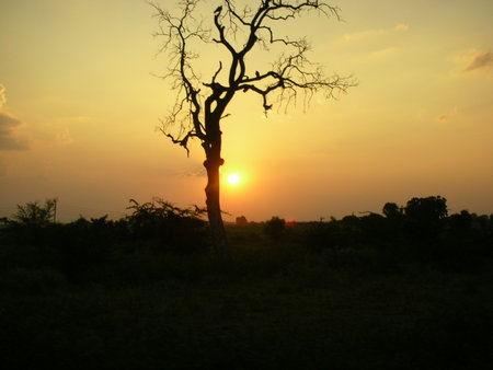 a landscape of forest  while travellinの写真素材