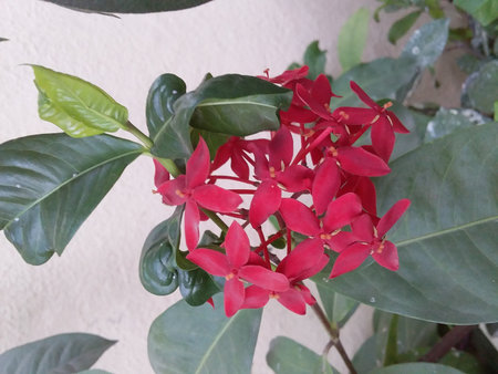Red Ixora flower in the garden on a sunny day.の写真素材