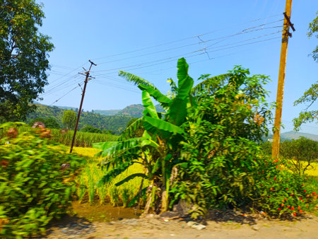 Banana tree in the rice field at Chiang Mai, Thailandの写真素材