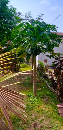Tropical plants in a garden in the city of Salvador.の写真素材