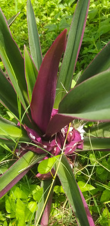 Bromeliad flower on a green background in the garden.の写真素材