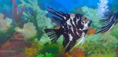 Close up of a beautiful tropical fish in an aquarium. Aquariumの写真素材