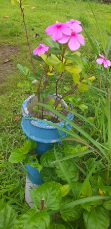 Pink flowers in a pot on a green lawn in the garden.の写真素材