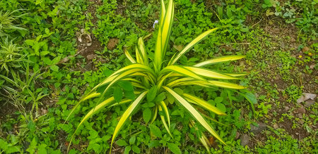 Close up of green plant in garden. Nature background and wallpaper.の写真素材