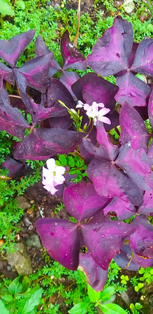 Purple leaves and white flowers in the garden, close-upの写真素材