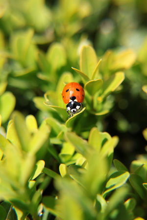 a ladybird walking on the leavesの写真素材
