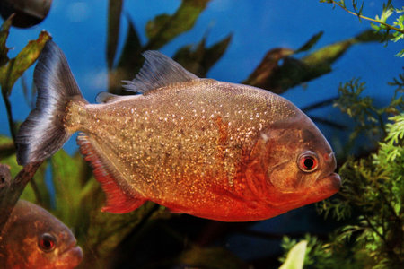 a piranha swimmingの写真素材